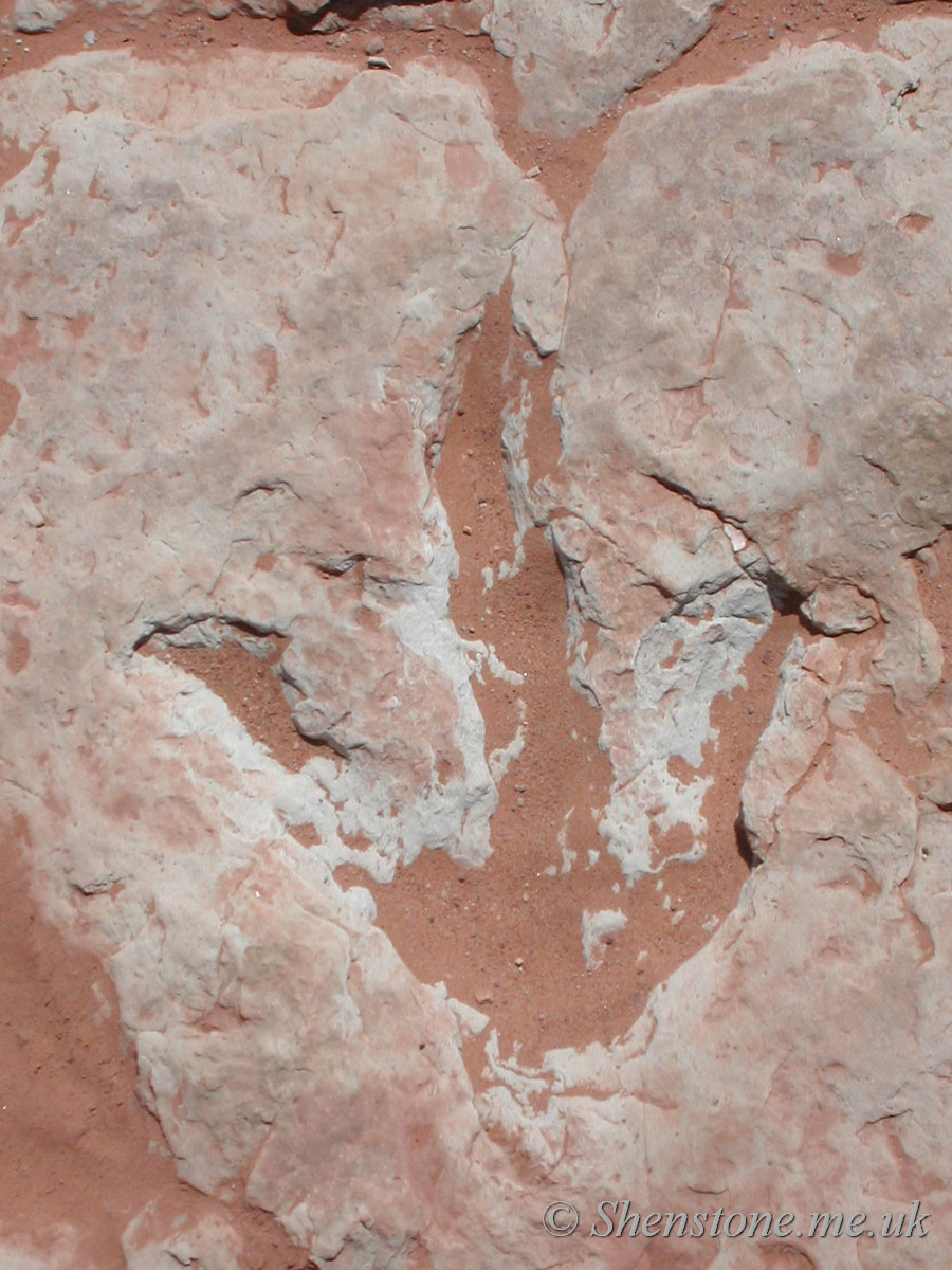 Pterosaur Footprint in Jurassic sandstone, Tuba City, Utah, USA